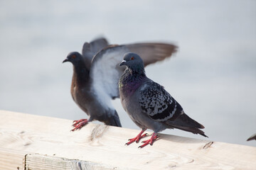 Pigeon perched on a wooden rail