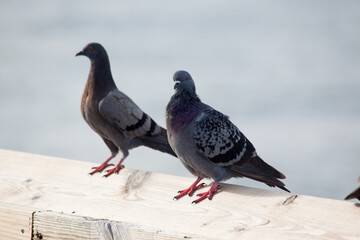 Pigeon perched on a wooden rail