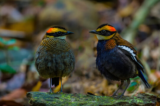 Malayan Banded Pitta bird female and male on branch in nature.