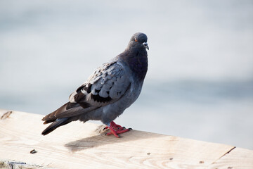 Pigeon perched on a wooden rail