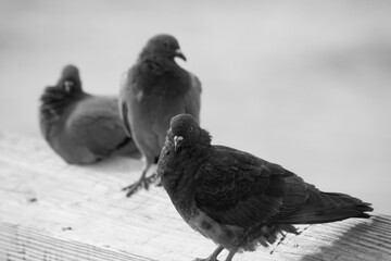 Pigeon perched on a wooden rail