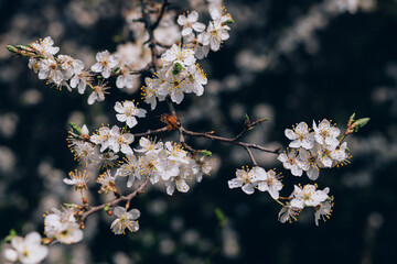 White Flowers of the cherry blossoms with bee on a spring day, close-up. Nature banner. Floral seasonal background