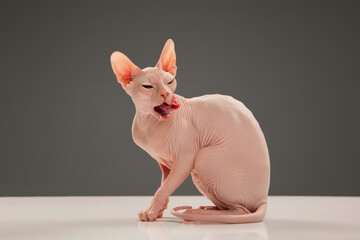 Cute sphynx cat, kitty posing isolated over gray studio background