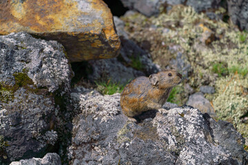 北海道　エゾナキウサギ 