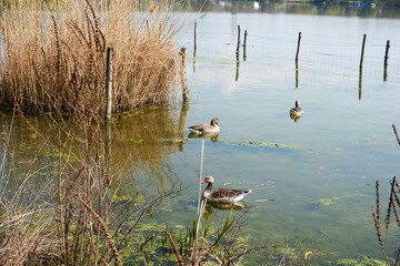wild geese in a lake with reeds and wooden stakes