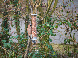 Jay - colourful bird in Ireland