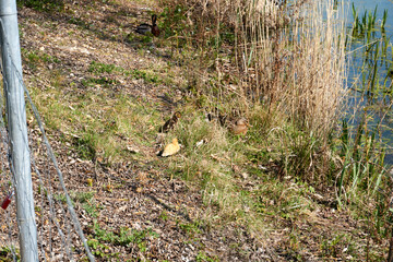 duck family at a lake