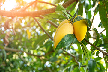 Closeup of Mangoes hanging in mango farm with sun light effect