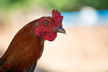 portrait of a rooster and blurred background. selective focus