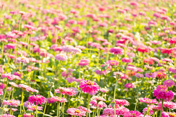 Beautiful pink color of Zinnia flower farm background
