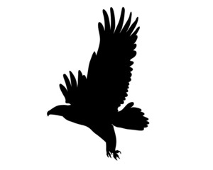 Black silhouette Cartoon flying wild eagle in isolate on a white background. Vector illustration.