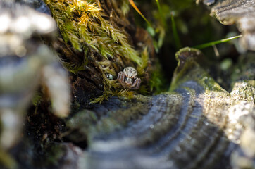 SPIDER - Wild life in the forest 