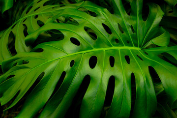 Fototapeta na wymiar Close Up of Monstera Deliciosa Plant Leaves