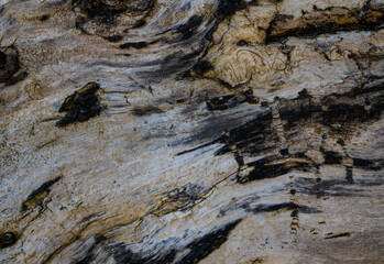 Wavey nature patterns created by the wood grain in an old tree that has lost it�s bark.  