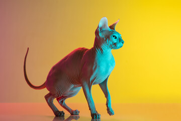 Cute sphynx cat, kitty posing isolated over gradient studio background in neon light