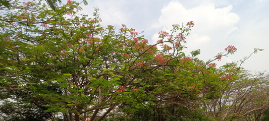 flowers in the field