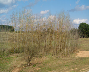 Obraz premium naked aspen grove