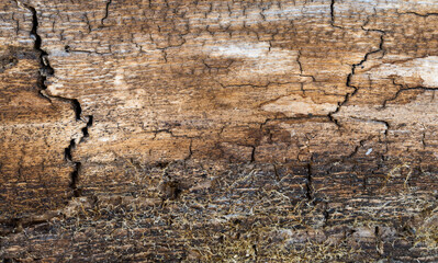 Close up of the wood in a decaying tree and moss creates interesting patterns.