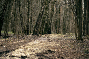 The road in the forest between the trees. Forest trail for walking in the spring.