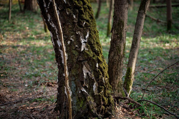 Tree trunks covered with green moss. Spring forest.