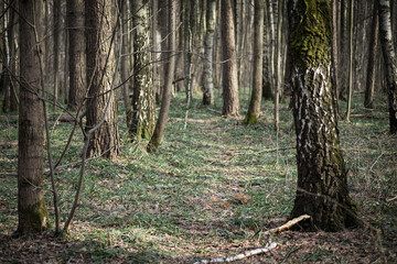 The road in the forest between the trees. Forest trail for walking in the spring.