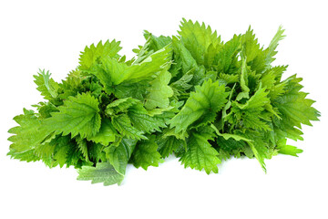 Nettle.A bunch of freshly picked nettle leaves isolated on a white background.selective focus