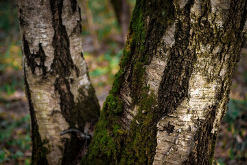 Tree trunks covered with green moss. Spring forest.