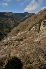 春の香り、梅咲きほこる湯河原梅林