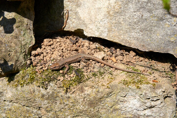 brown lizard is sunbathing near rocks