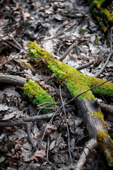 A green young sprout of new vitality in the forest. Moss and fallen leaves in the forest.