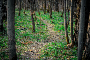 Fototapeta premium The road in the forest between the trees. Forest trail for walking in the spring.
