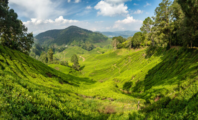 Cameron Highlands Valley tea plants plantation farm, Malaysia hills industry