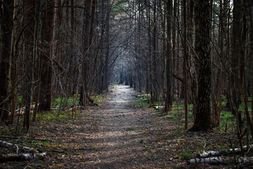 The road in the forest between the trees. Forest trail for walking in the spring.