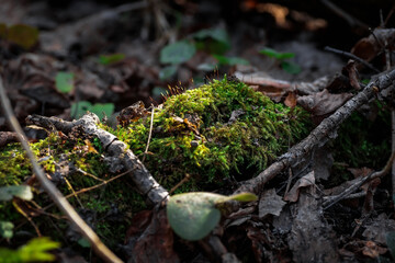 close up Beautiful green moss, macro. Beautiful background of moss.
