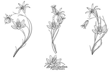 Set of floral elements of Lloydia serotina flowers. Spring flowers. Lloydia serotina