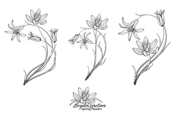 Set of floral elements of Lloydia serotina flowers. Spring flowers. Lloydia serotina