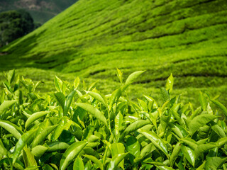 Cameron Highlands Valley tea plants plantation farm, Malaysia hills industry