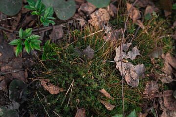 close up Beautiful green moss, macro. Beautiful background of moss.