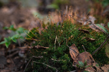close up Beautiful green moss, macro. Beautiful background of moss.