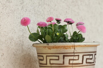 Beautiful pink flowers in an old clay pot. 