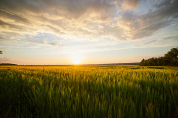 Beautiful landscape with field of ripe rye and blue summer sky - 429421519