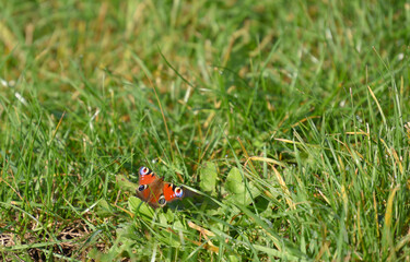 peacock butterfly