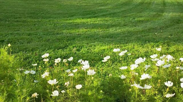View of a flower bed of white cosmos flowers that sway in the wind against the background of a mowed lawn.
