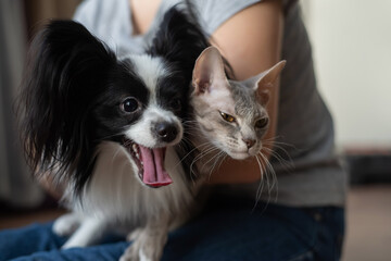 A woman holds in her hands a brush sphinx cat and a papillon dog