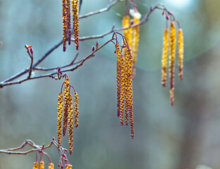 Spring flowers male catkins of Alder Alnus serrulata similar to earrings on tree branch in sunlight, spring background