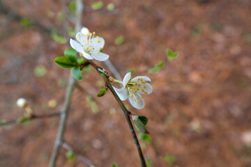 wilde Kirschpflaume / weiße kleine Blüten vor belaubtem Waldboden