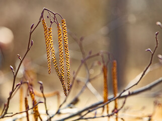 Spring flowers male catkins of Alder Alnus serrulata similar to earrings on tree branch in sunlight, spring background