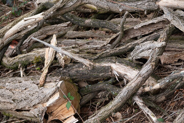 Totholz im Wald - gestapelte und trockene Äste und Stämme
