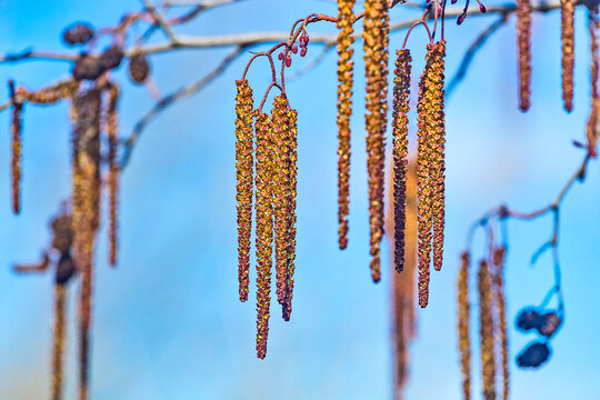Spring flowers male catkins of Alder Alnus serrulata similar to earrings on tree branch in sunlight, spring background