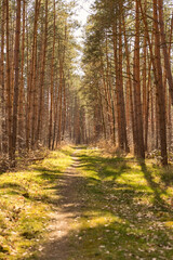 path in pine forest
